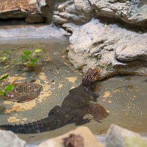 Toledo Zoo Reptile Cuvier’s Dwarf Caiman exhibit