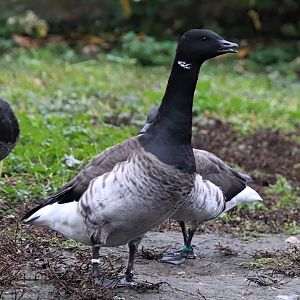 Pale-bellied brent goose (Branta bernicla hrota)