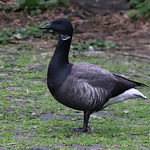 Dark-bellied brent goose (Branta bernicla bernicla)