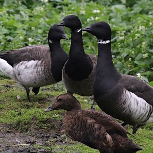 Pacific brent goose (Branta bernicla nigricans)