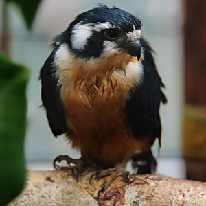 Black-thighed falconet (Microhierax fringillarius)