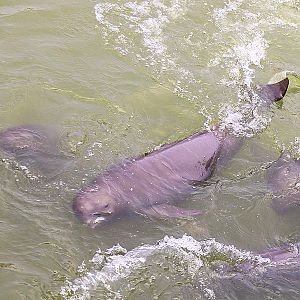 Yangtze finless porpoise (Neophocaena asiaeorientalis)