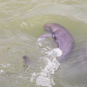 Yangtze finless porpoise (Neophocaena asiaeorientalis)