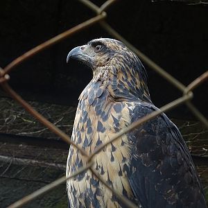 Zoológico Nacional de Nicaragua: Great black hawk (Buteogallus urubitinga)
