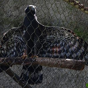 Zoológico Nacional de Nicaragua: Black hawk-eagle (Spizaetus tyrannus)