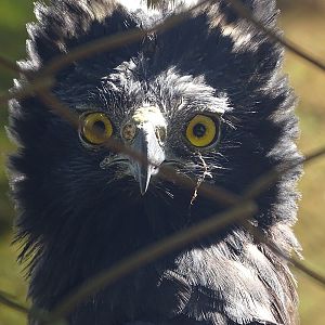 Zoológico Nacional de Nicaragua: Black hawk-eagle (Spizaetus tyrannus)