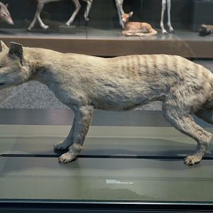 Thylacine (Thylacinus cynocephalus) - Darmstadt Landesmuseum