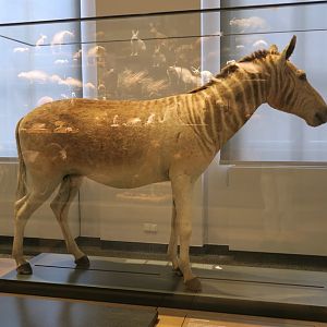 Quagga (Equus quagga quagga) - Darmstadt Landesmuseum