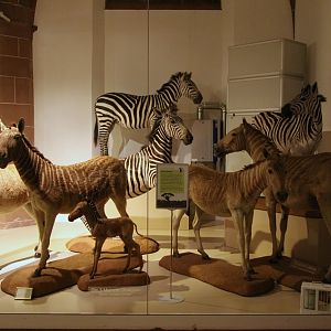 Quagga (Equus quagga quagga), Mainz Naturhistorisches Museum
