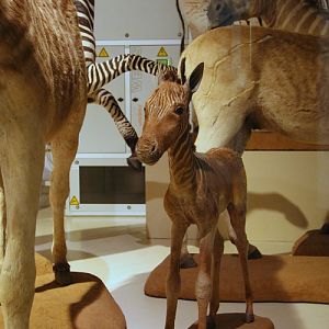 Quagga (Equus quagga quagga), Mainz Naturhistorisches Museum