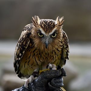 Buffy Fish Owl (Ketupa ketupu)