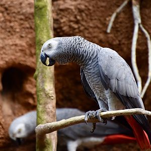 African Grey Parrots (Psittacus erithacus)