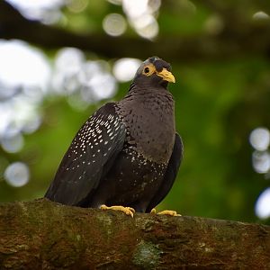 African Olive Pigeon (Columba arquatrix)