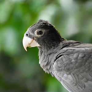 Greater Vasa Parrot (Coracopsis vasa)