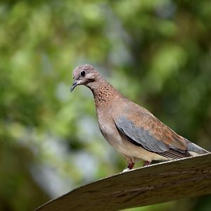 Laughing Dove (Spilopelia senegalensis)