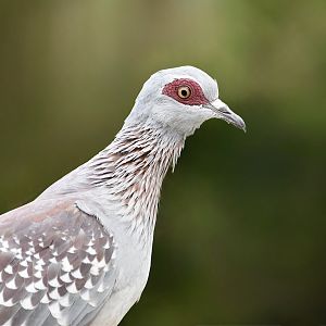 Speckled Pigeon (Columba guinea)