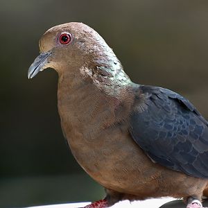 Western Bronze-Naped Pigeon (Columba iriditorques) female