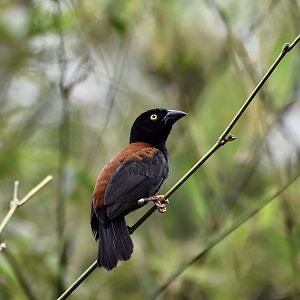 Chestnut-and-Black Weaver (Ploceus castaneofuscus) male