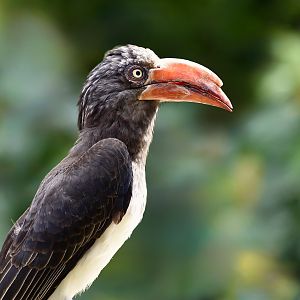Crowned Hornbill (Lophoceros alboterminatus)