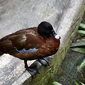 Hartlaub's Duck (Pteronetta hartlaubii)