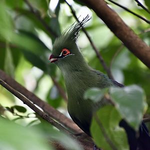 Schalow's Turaco (Tauraco schalowi)