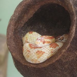 Corn snake - Belo Horizonte zoo