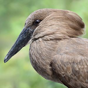 Hamerkop (Scopus umbretta)