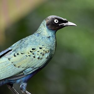 Long-Tailed Glossy Starling (Lamprotornis caudatus)