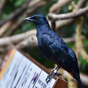 Red-Winged Starling (Onychognathus morio) male