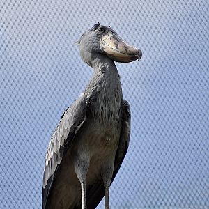 Shoebill (Balaeniceps rex)