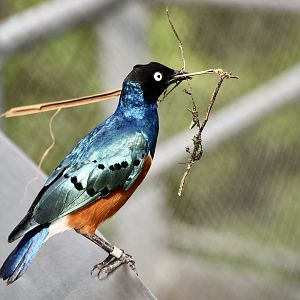 Superb Starling (Lamprotornis superbus)