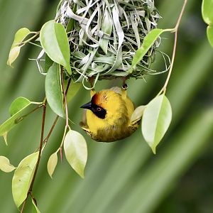 Vitelline Masked-Weaver (Ploceus vitellinus)