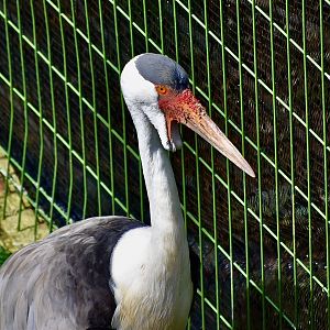 Wattled Crane (Grus carunculata)