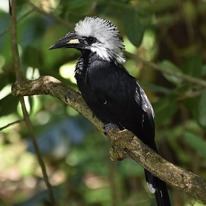 Western Long-Tailed Hornbill (Horizocerus albocristatus albocristatus)