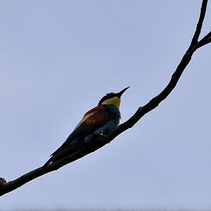 European Bee-Eater (Merops apiaster)