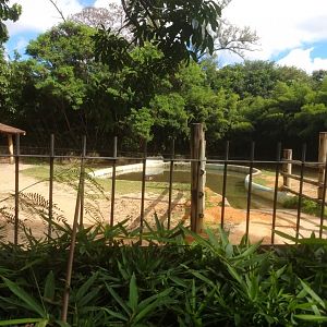 Common hippopotamus exhibit 2 - Belo Horizonte zoo