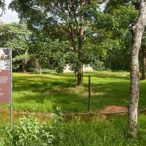 Llama exhibit - Belo Horizonte zoo