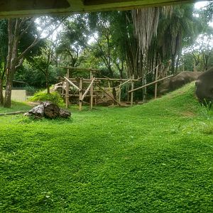 Gorilla exhibit - Belo Horizonte zoo