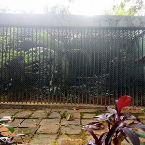 Pantanal cat exhibit - Belo Horizonte zoo