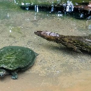 Broad-snouted caiman and Arrau turtle - Belo Horizonte zoo