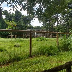 Giraffe paddock under construction - Belo Horizonte zoo