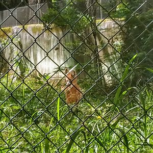 Maned wolf - Belo Horizonte zoo