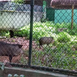 Collared peccaries - Belo Horizonte zoo