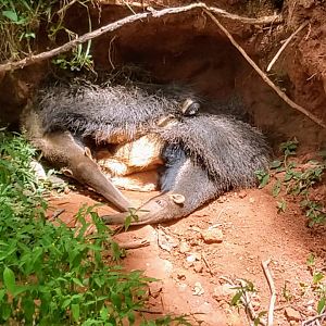 Sleepy Giant anteaters - Belo Horizonte zoo