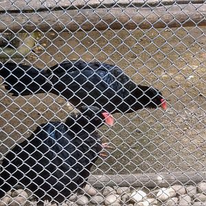 Alagoas curassow pair - Belo Horizonte zoo