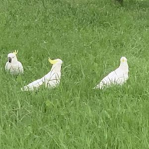 Sulphur-crested cockatoos