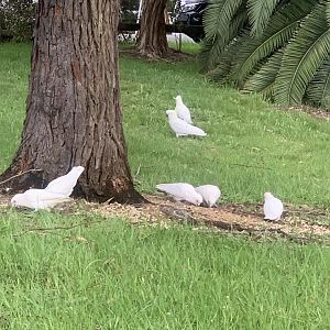 Little corellas and Sulphur-crested cockatoos