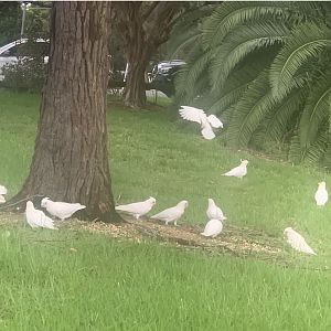 Little corellas and Sulphur-crested cockatoos