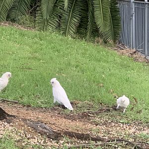 Little corellas