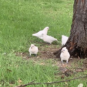 Little corellas